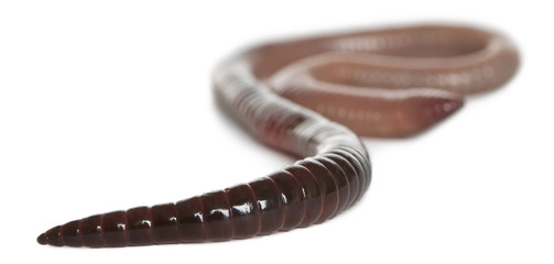 Earthworm, Lumbricus terrestris, in front of white background