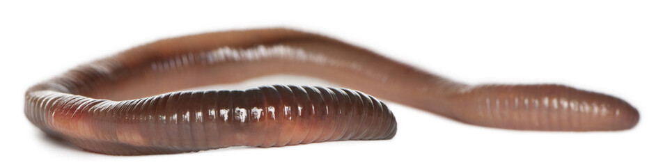 Earthworm, Lumbricus terrestris, in front of white background