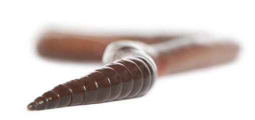 Earthworm, Lumbricus terrestris, in front of white background