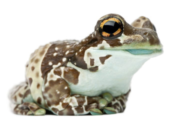 Obraz premium Amazon Milk Frog, Trachycephalus resinifictrix