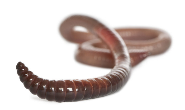 Earthworm, Lumbricus terrestris, in front of white background