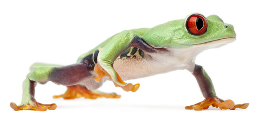 Red-eyed Treefrog, Agalychnis callidryas, walking