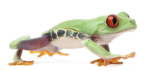 Red-eyed Treefrog, Agalychnis callidryas, walking