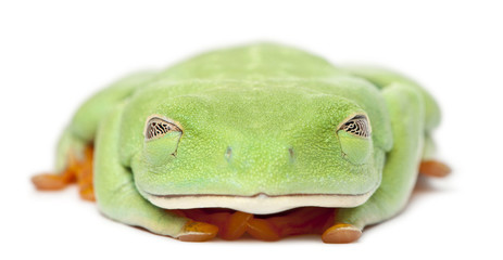 Obraz premium Red-eyed Treefrog, Agalychnis callidryas, with eyes closed