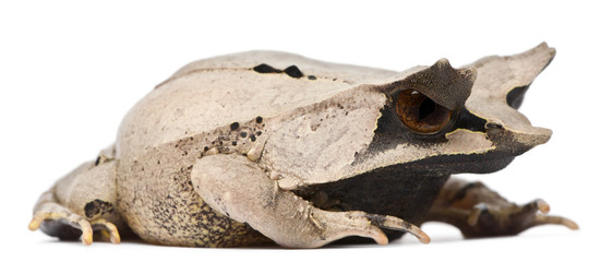 Long-nosed Horned Frog, Megophrys nasuta, 18 months old