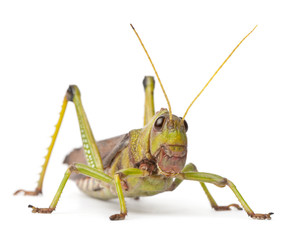 Giant Grasshopper, Tropidacris collaris