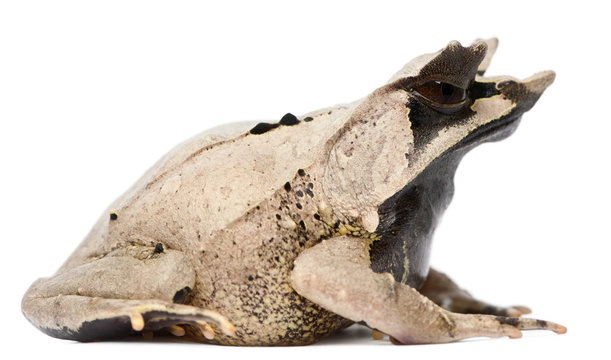 Long-nosed Horned Frog, Megophrys nasuta, 18 months old