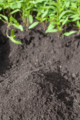 seedling  tomato