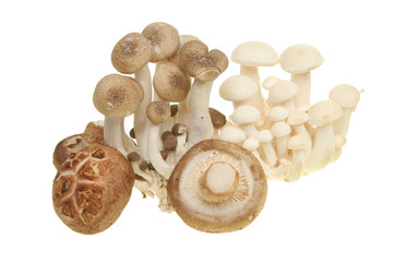 Exotic mushrooms