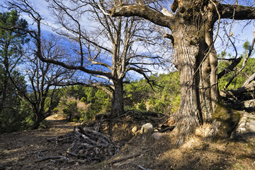 Castaños entre los pinos