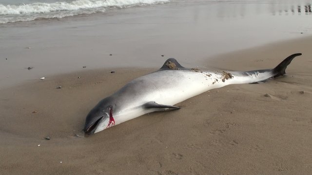 dauphin &eacute;chou&eacute;