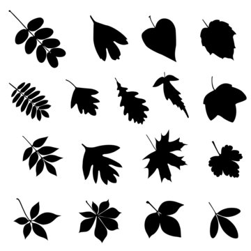 Set of black leaf silhouettes on a white background