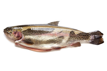 Rainbow Trout