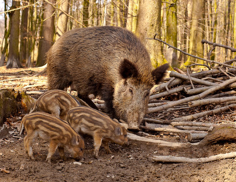 Wildschweinnachwuchs