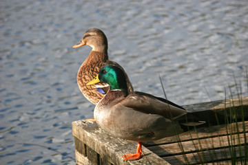 mallard ducks