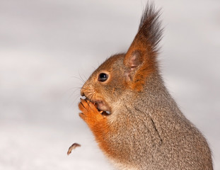 Close-up of eating squirrel