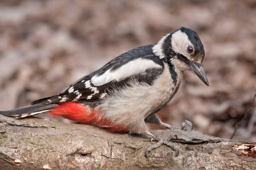 Great Spotted Woodpecker sitting on the fallen tree