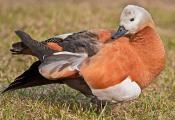 Ruddy Shelduck cleans feathers