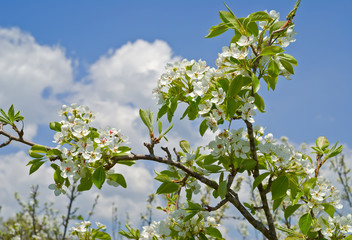 Blooming orchard 6