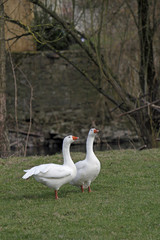 Obraz premium Zwei Hausgänse auf einer Wiese