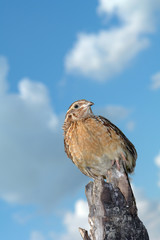 partridge