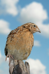 partridge