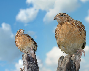 partridge