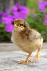 chick