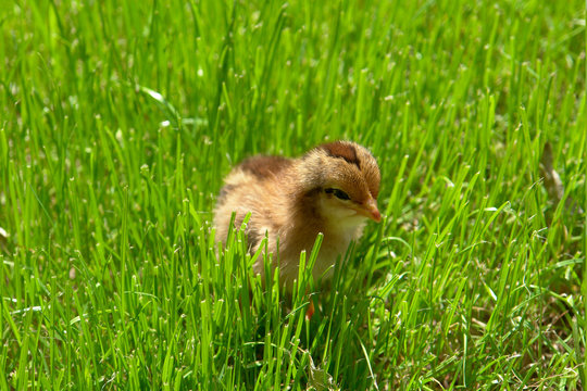 chick