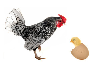 chick