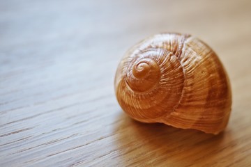 Close-up of a seashell