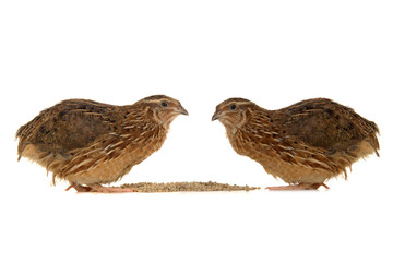 partridge