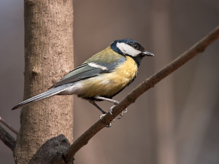 Fototapeta premium Titmouse sitting on the tree (Great Tit - Parus major)