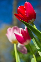 Colorful tulips in nature