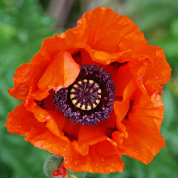 Red Poppy