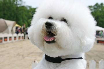 bichon