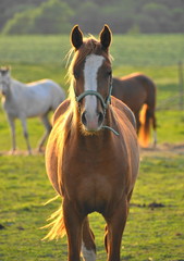 Fototapeta premium Animaux de la ferme , cheval