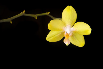 Yellow orchid