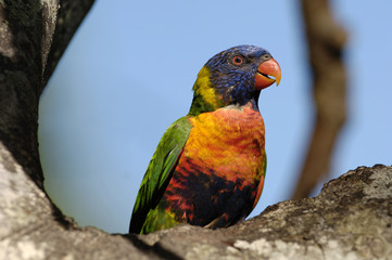 Colourful Rainbow Lorikeet