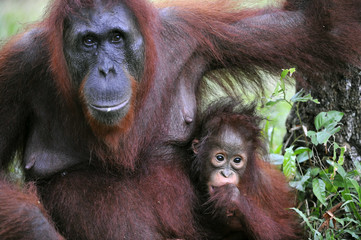 A female of the orangutan with a baby.