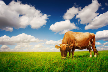 Cow on green grass and blue sky with light