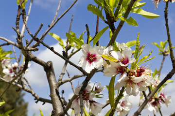 Albero di mandorlo in fiore