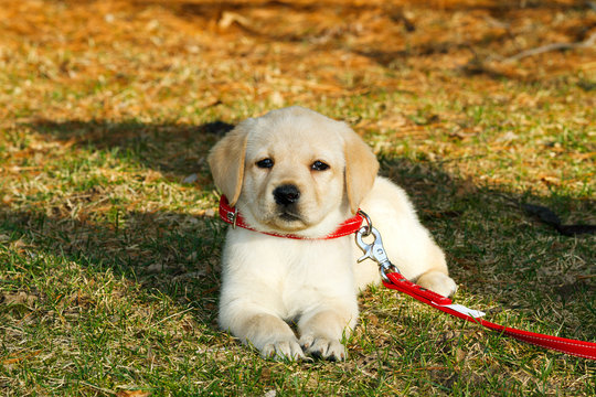 Yellow Lab Puppy