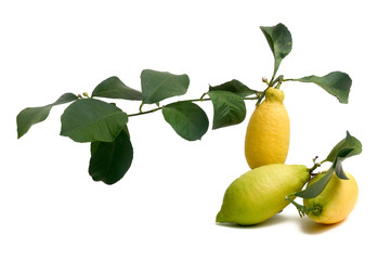 citrons bio