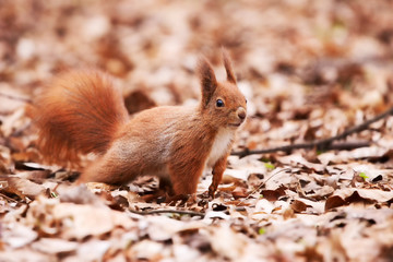 Little cute squirrel on the leaves