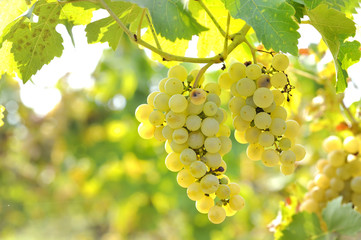 Yellow grapes