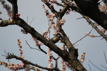 シジュウカラと紅梅