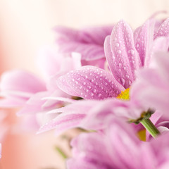 Fototapeta premium Delicate pink daisies close up