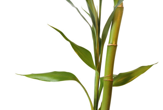 Clouse up of Bamboo and Leaves