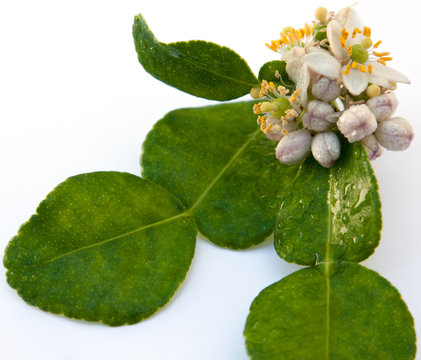 fleurs de combava, citrus hystrix
